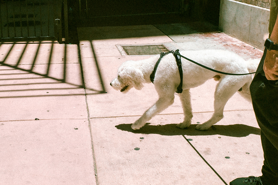 How To Protect Your Dog’s Paws In The Summer Pet Travel Center