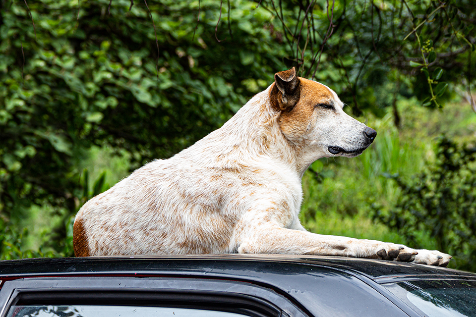 Motion Sickness in Dogs Pet Travel Center