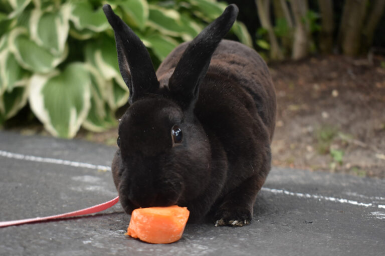 How To Travel With a Rabbit Pet Travel Center