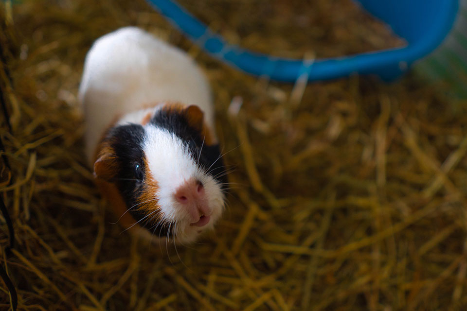 When traveling with your guinea pig in a car, prepare the carrier for a safe and happy roadtrip. - PetTravelCenter