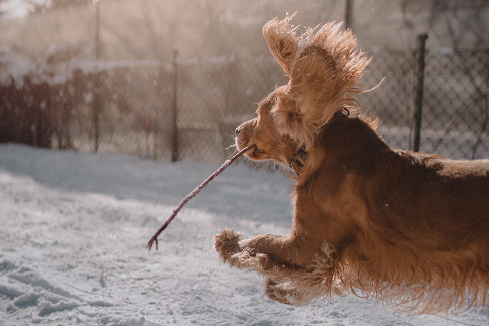 The 10 Best Dog-Friendly Winter Vacations - PetTravelCenter