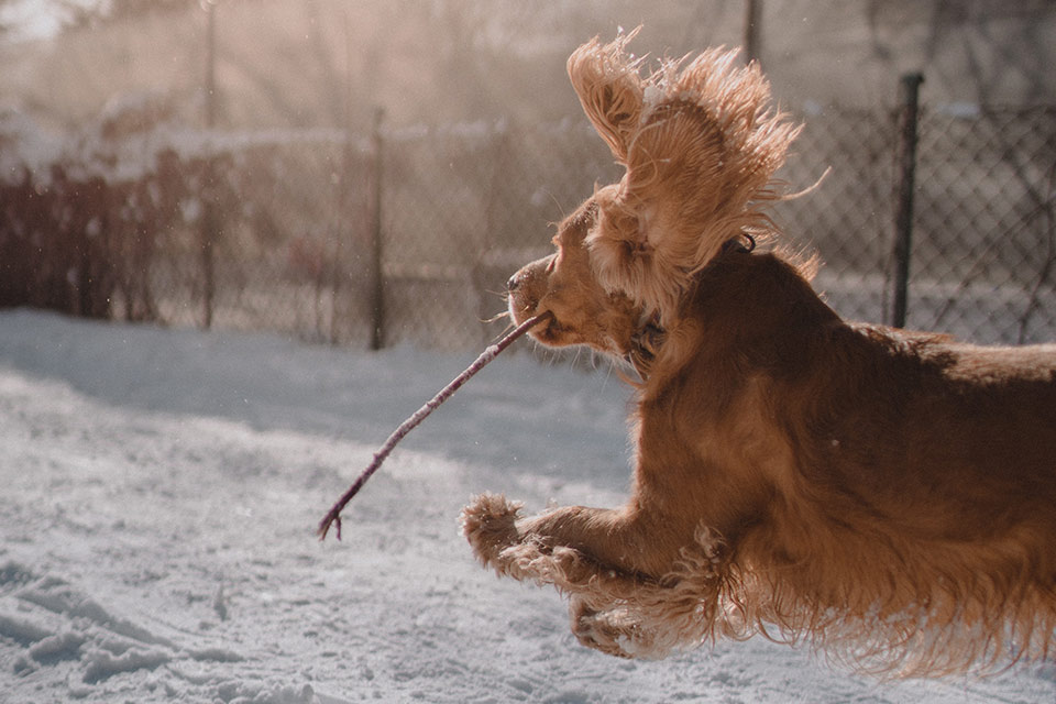 The 10 Best Dog Friendly Winter Vacations Pet Travel Center